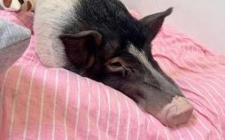 最怕冷的生肖是什么？什么动物最怕冷?