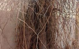 斩草除根是什么生肖？斩草除根正确答案动物