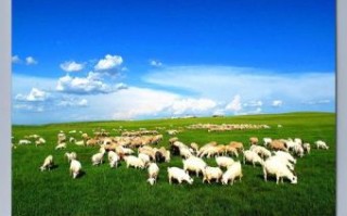 跪在地上吃青草是什么生肖？欲钱买吃青草的生肖