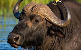 天生天养是什么生肖？什么动物有角