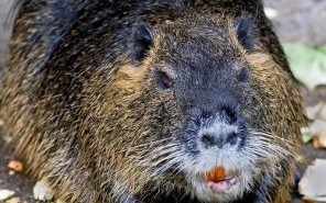 成群结队是什么生肖？成群结队打一准确动物