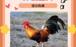 开金花是什么生肖？生肖开金花最准生肖