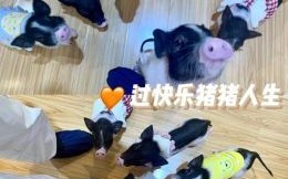 町是什么生肖？街代表什么动物