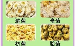 菊是什么生肖？菊代表哪个生肖