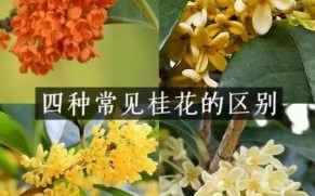 桂花是什么生肖？十二生肖花位对照表