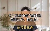 姐是什么生肖？飞打一最佳生肖
