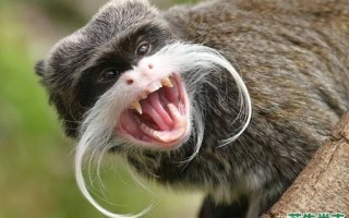 胡子最长的生肖是什么？长胡子的动物最佳一肖