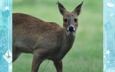 獐是什么生肖？獐子又叫什么名