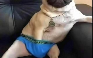 最忠诚生肖是什么动物？最忠心的动物是哪个生肖