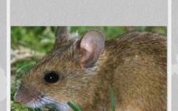 状元合秀才是什么生肖？状元合秀才正确答案