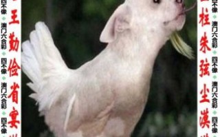 低是什么生肖？低三下四打最佳一肖