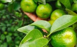 桔字是什么生肖？桔字打一准确数字