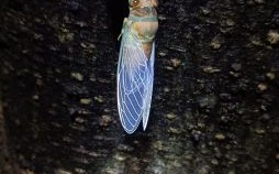 蝉脱壳是什么生肖？金蝉脱壳打一正确生肖