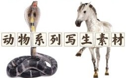 难是什么动物打一生肖？难代表什么生肖动物