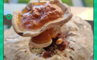 千年灵芝是什么生肖？灵芝代表哪个生肖