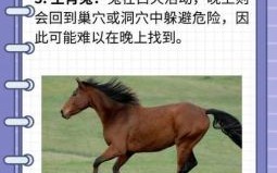 邀是什么生肖？邀指十二生肖谁