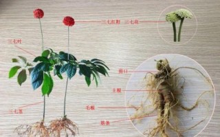 月沉三七是什么生肖？三七代表的生肖