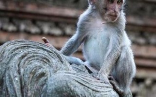 哺乳生肖是什么？哺乳的动物有哪些