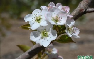 春回大地梨花开是什么生肖？春回大地梨花开打一生肖