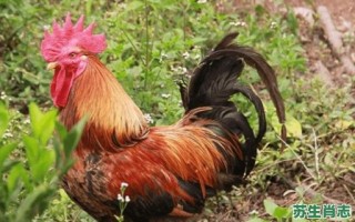 野外最多的生肖是什么？荒山野外有哪些生肖