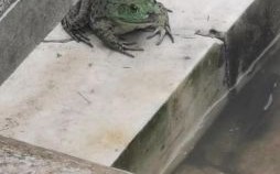 冬雨是什么生肖？雨肖是哪些生肖