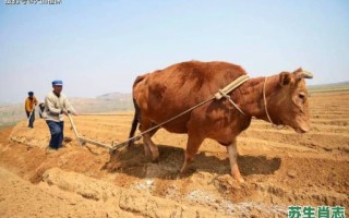 农家无收怨牛马是什么生肖？农家无收怨牛马打一数字