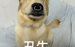 全身金毛的是什么生肖？全身金毛打一精准生肖