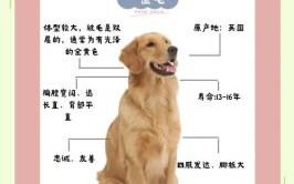 遍身金毛是什么生肖？欲钱遍身金毛准确生肖