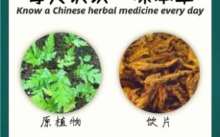 哑子吃黄连是什么生肖？哑巴吃黄连打最佳答案