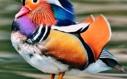 鸳鸯侣是什么生肖？鸳鸯打一个生肖