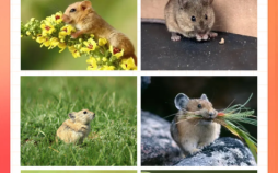 打架是什么生肖？打人打一肖正确答案