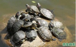 王八是什么生肖？王八打最准确生肖