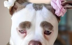 像人的生肖是什么？又像人又像狗的动物是什么