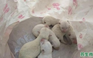 狗生小狗是什么生肖？狗生小狗前有什么征兆