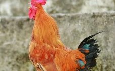 风骚的动物是什么生肖？凤骚打一准确动物