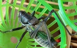 蝈蝈是什么生肖？蝈蝈正确答案一肖