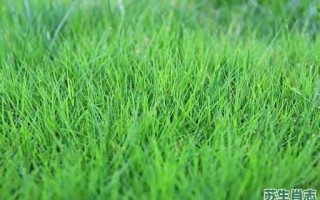 春天草又绿是什么生肖？春天的草是什么绿