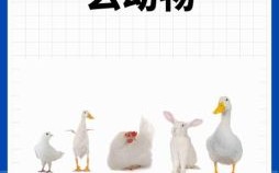 四四组合是什么生肖？四四指什么动物