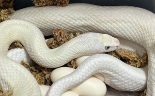 白娘子是什么生肖？白娘子打一准确动物