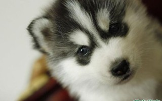 二货是什么生肖？二手货打一准确动物