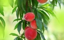 桃子也红了是什么生肖？爱吃桃子的三大生肖