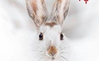 艳阳高照是什么生肖？艳阳高照最佳答案生肖