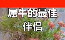 牛合生肖是什么？属牛和哪些生肖最配