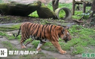 一来头昆是什么生肖？昆是什么动物