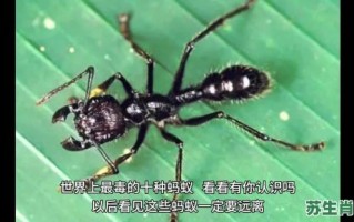 蚂蚁打一生肖是什么？蚂蚁最正确的生肖