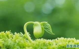 小草发芽有五来是什么生肖？坪中小草发新苗是什么生肖