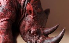 犀是什么生肖？犀牛是十二生肖哪个