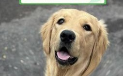 遍身金毛的生肖是什么？六畜哪个遍身金毛