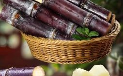 蔗是什么生肖？蔗打一准确生肖是什么