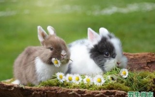 众望所归是什么生肖？众望所归准确打一动物